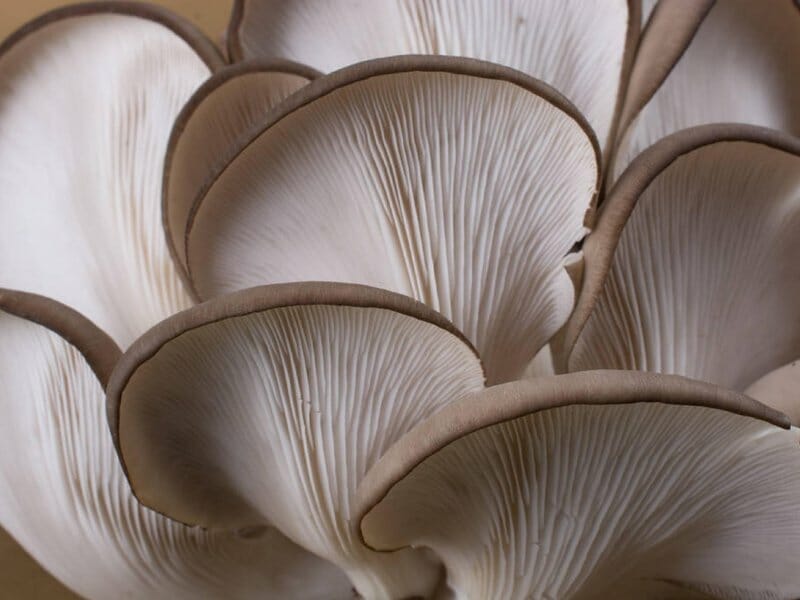 oyster mushrooms