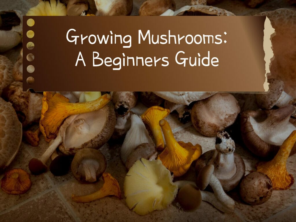 How to Grow Mushrooms at Home