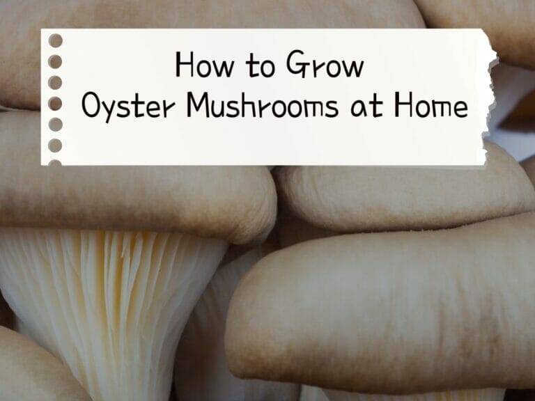 How to Grow Oyster Mushrooms