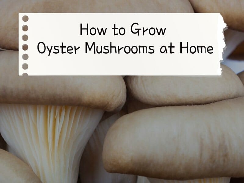 how to grow oyster mushrooms