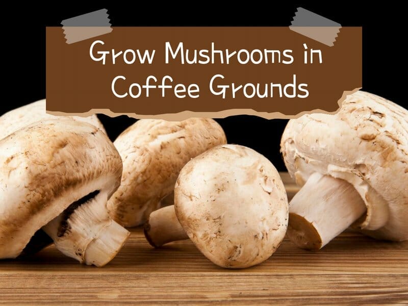 how to grow mushrooms in cofffee grounds