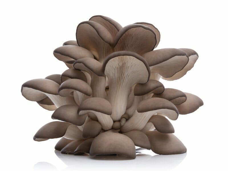 growing oyster mushrooms