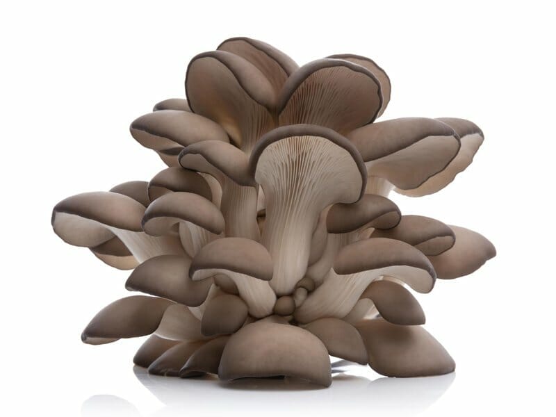 growing oyster mushrooms have many benefits