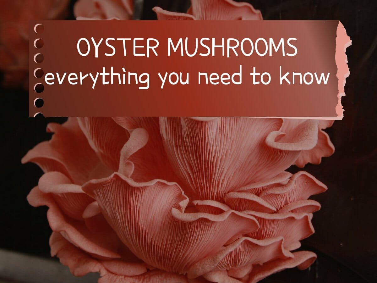 What are Oyster Mushrooms? Everything you need to know