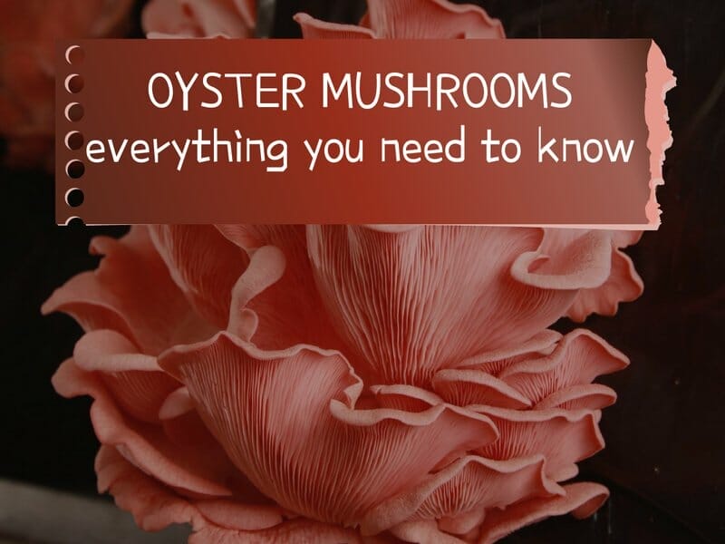 what are oyster mushrooms