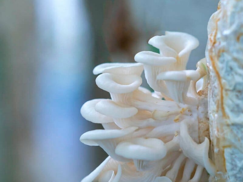 baby mushrooms growing from coffee waste