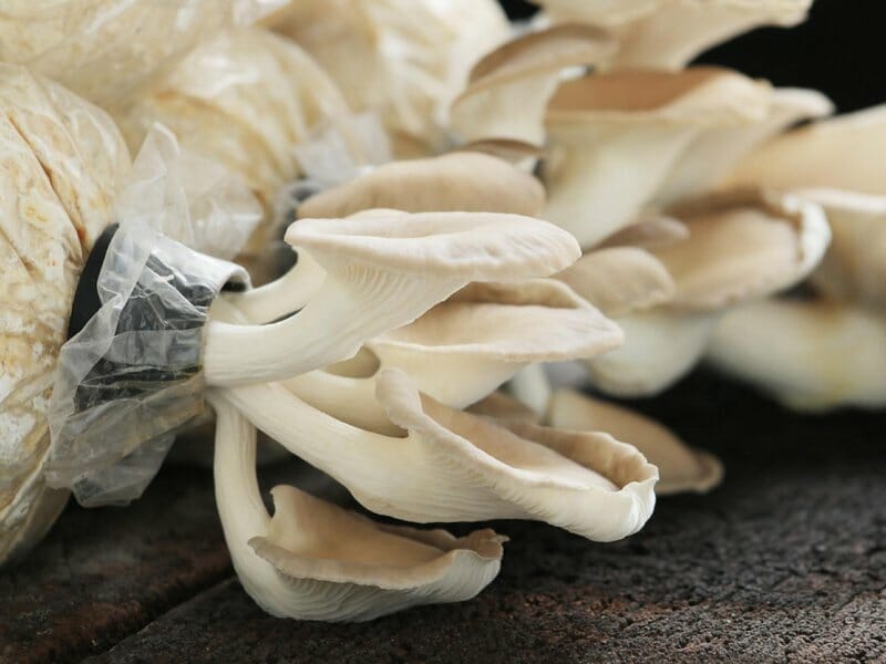 how to grow mushrooms in coffee waste