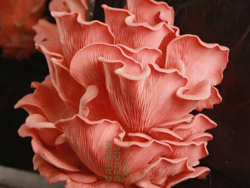 what are pink oyster mushrooms good for