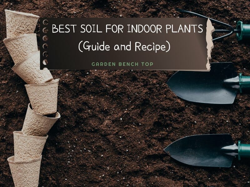 Best Soil for Indoor Plants