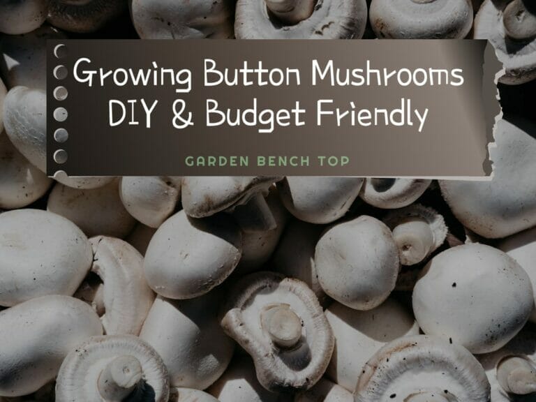 Growing Button Mushrooms