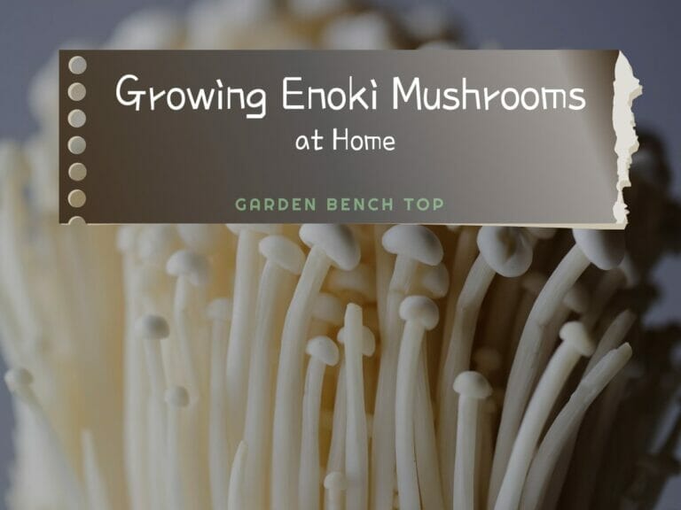Growing Enoki Mushrooms at Home