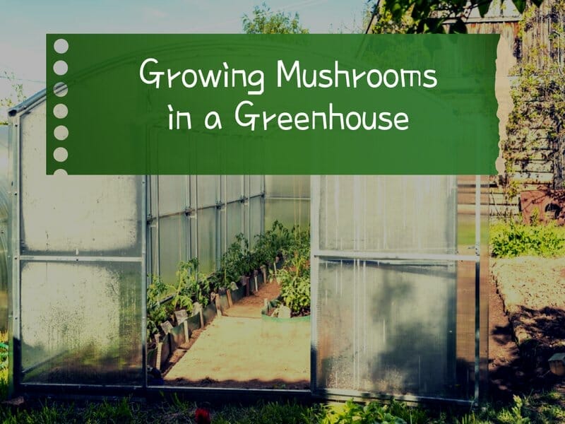 growing mushrooms in a greenhouse