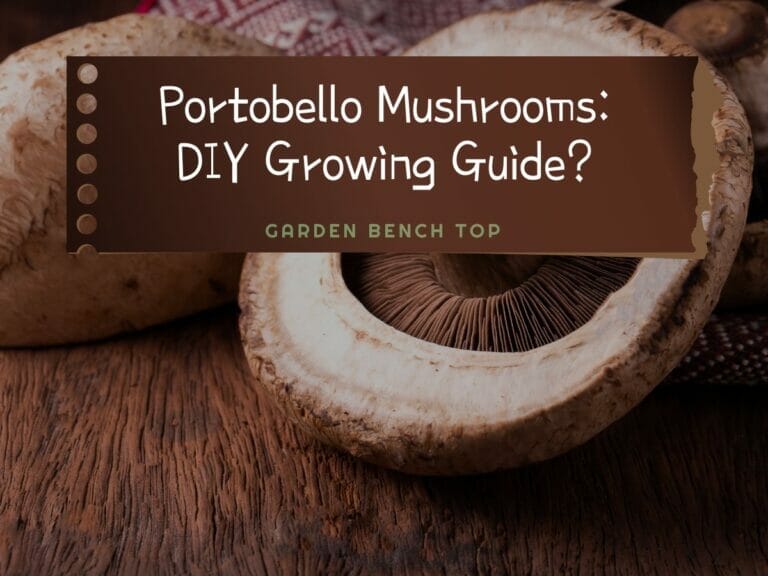 Growing Portobello Mushrooms