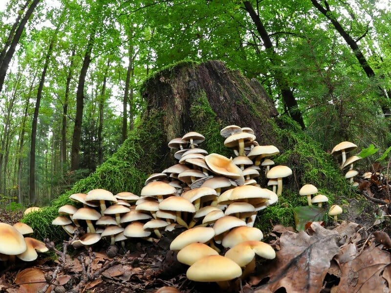 Beginners guide to growing mushrooms
