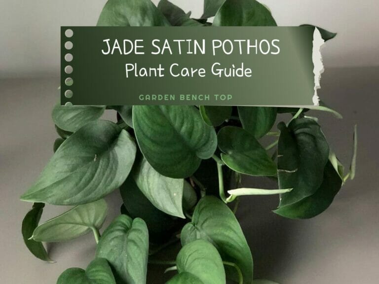 Jade Satin Pothos
