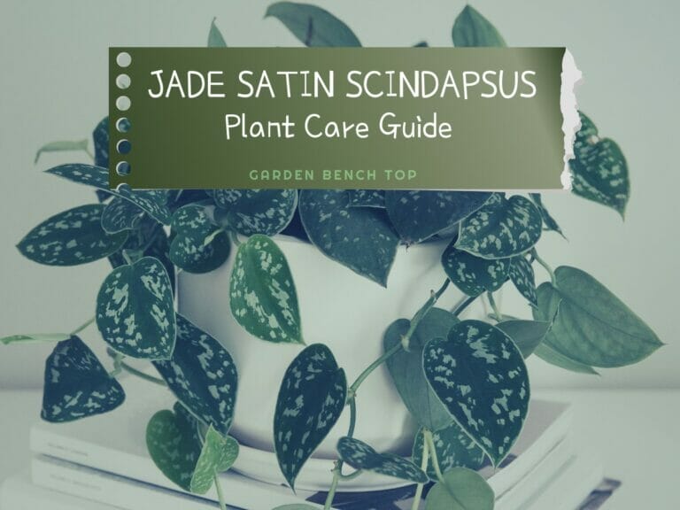 Jade Satin Scindapsus
