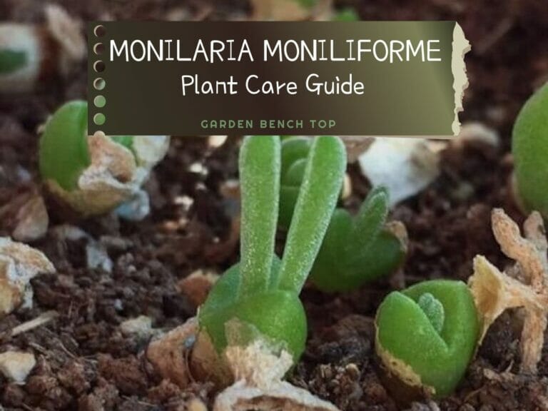 Monilaria Moniliforme