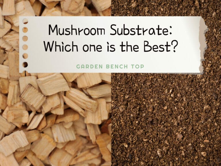 mushroom substrate