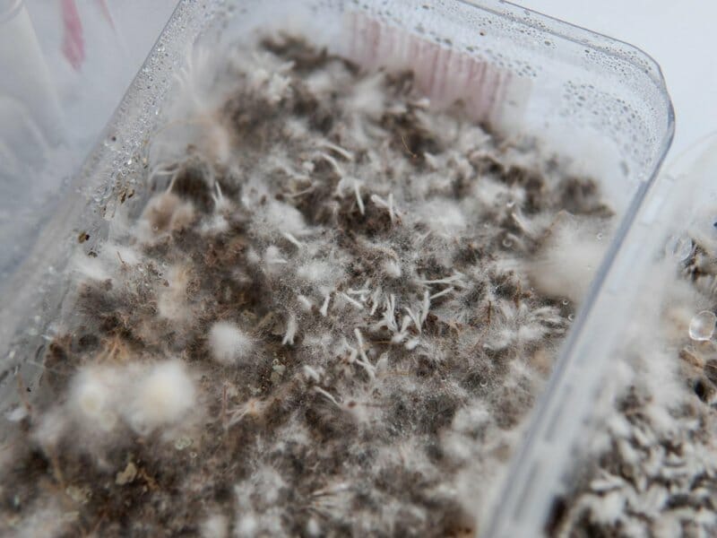Mushroom White Mycelium Growing