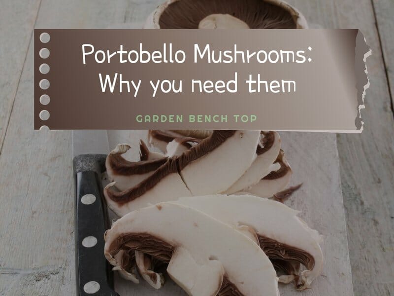 portobello mushrooms
