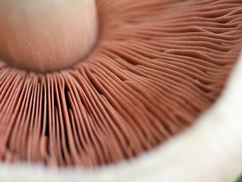 what do portobello mushrooms look like