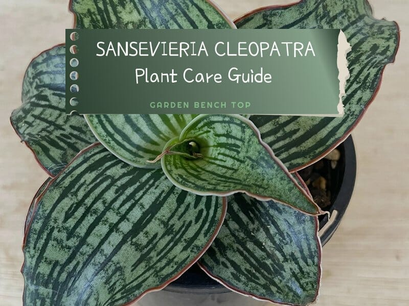 Sansevieria Cleopatra Plant Care Guide