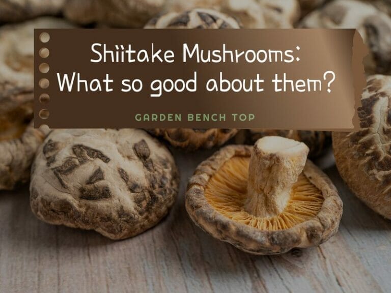shiitake mushrooms