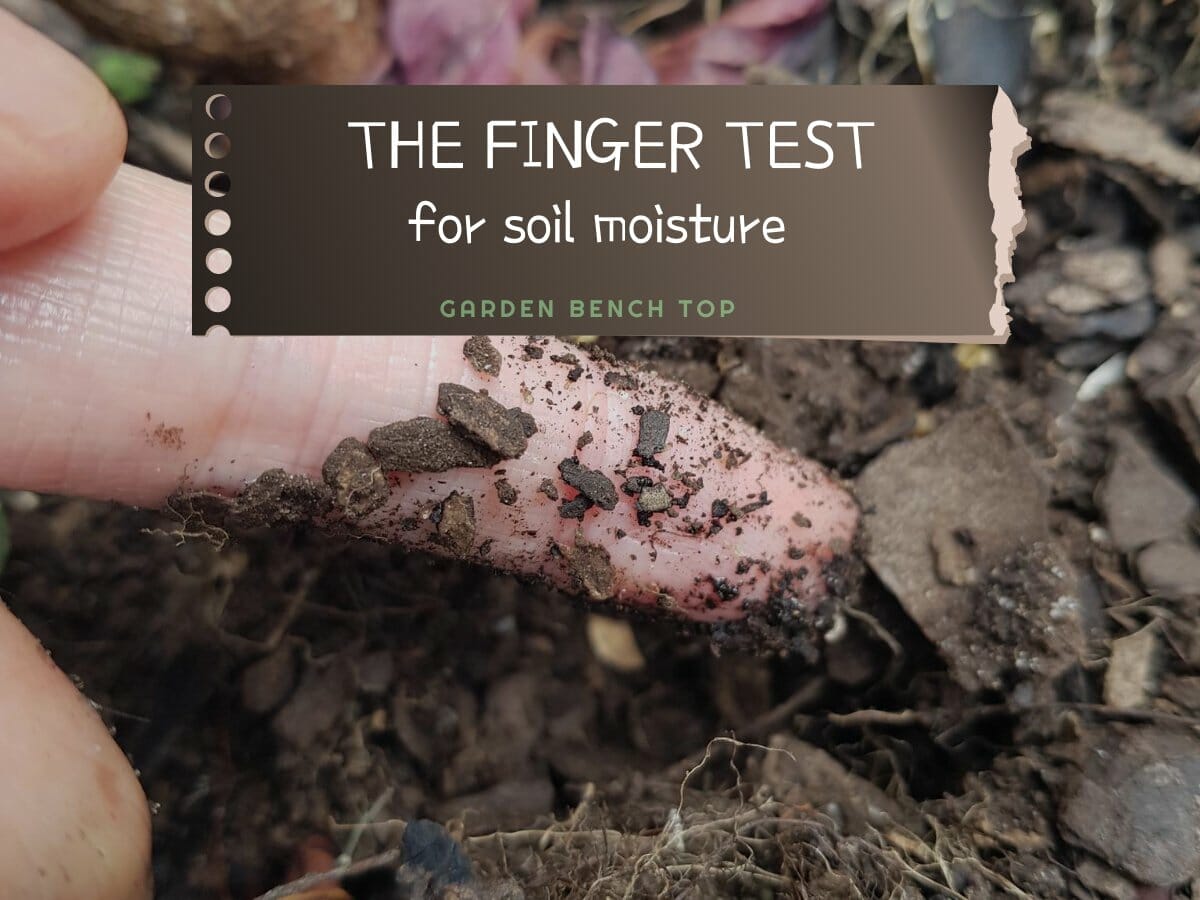 Soil Finger Test The Fool Proof Strategy for Watering Plants