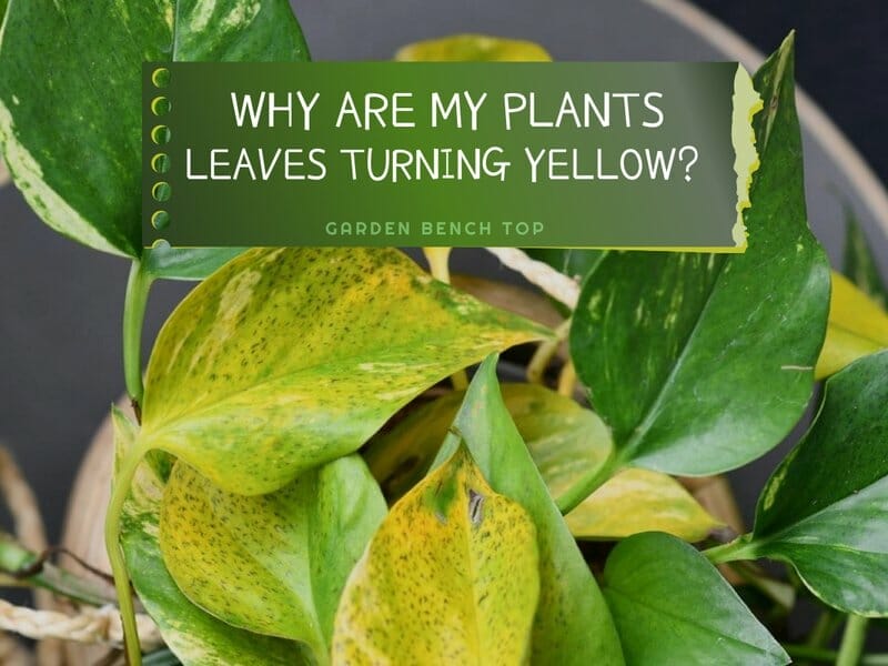 why are the leaves on my plants turning yellow