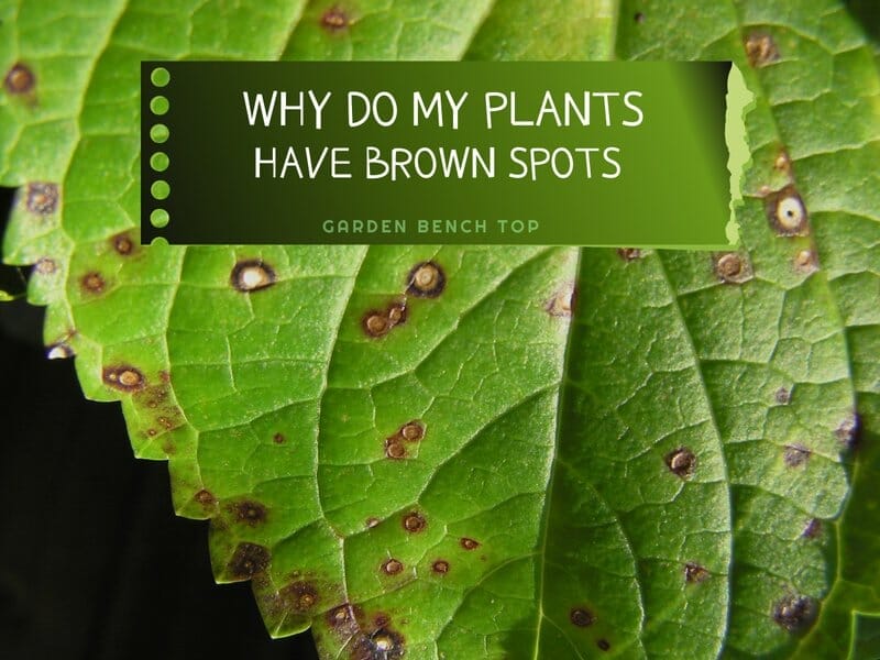 why do my plants have brown spots