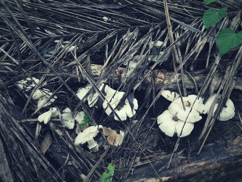 growing button mushrooms without a kit