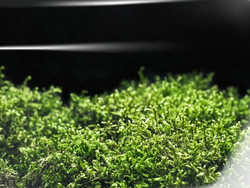 peat moss for mushroom substrate