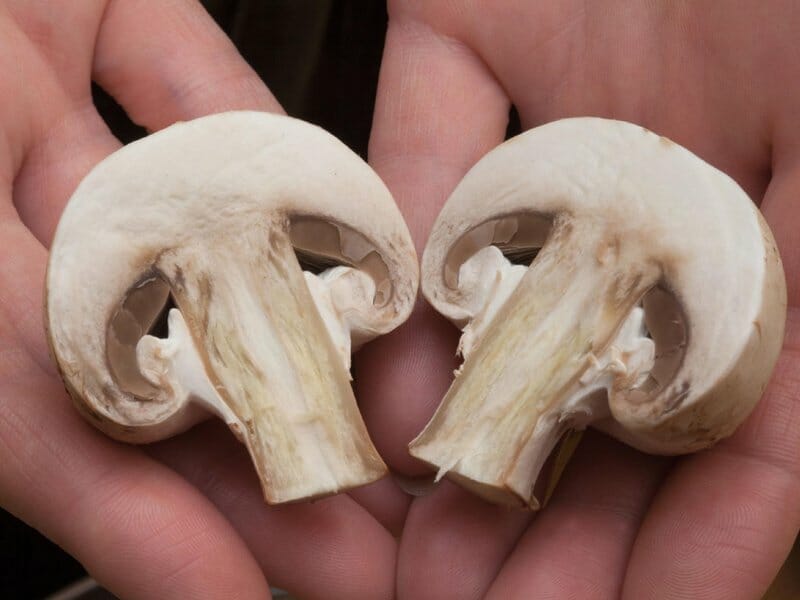 store bought left over button mushrooms