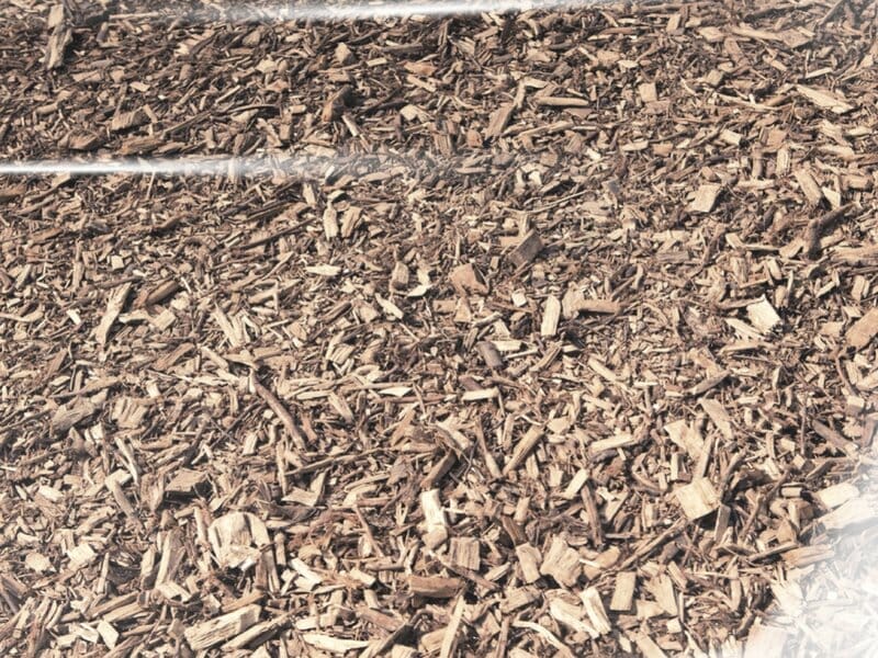 wood chips mushroom substrate