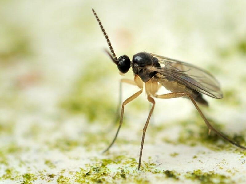 Adult Fungus Gnat