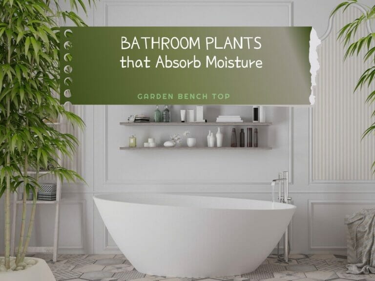 Bathroom Plants that Absorb Moisture
