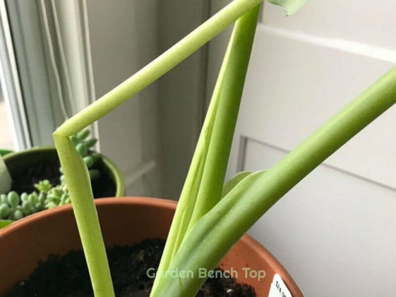How to Fix a Bent Plant Stem