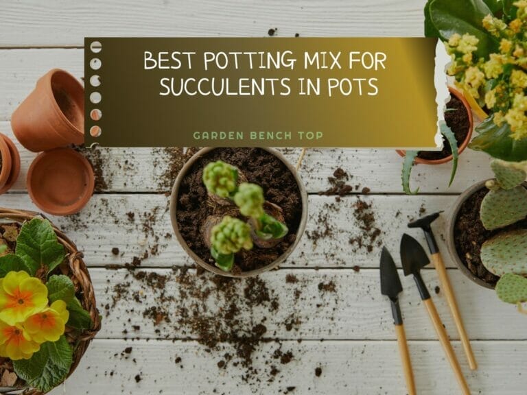 Best Soil for Succulents
