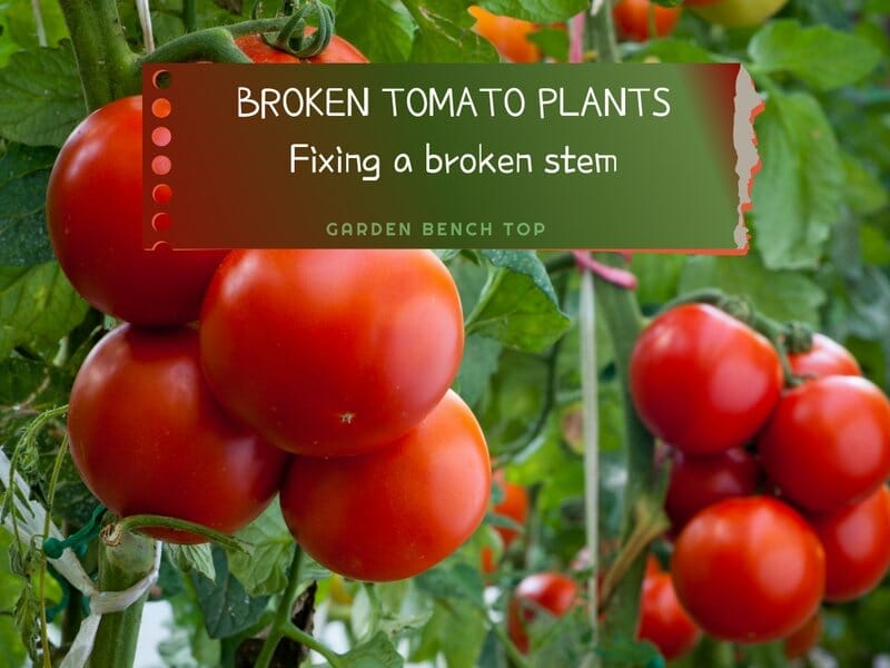 broken tomato stem - how to fix a broken stem