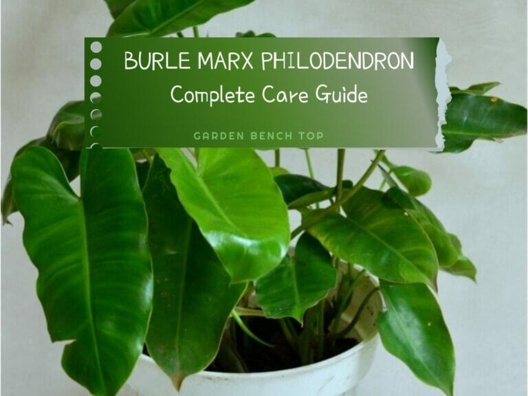 Burle Marx Philodendron