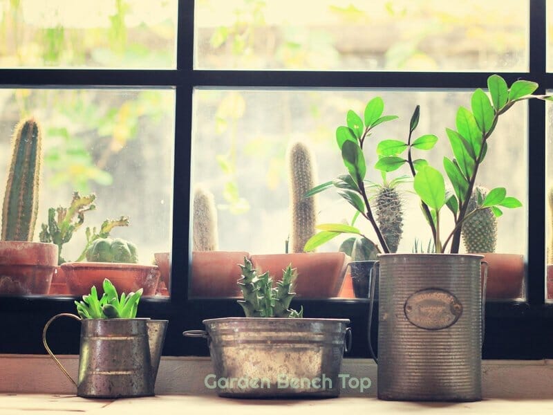 Cactus on window sill