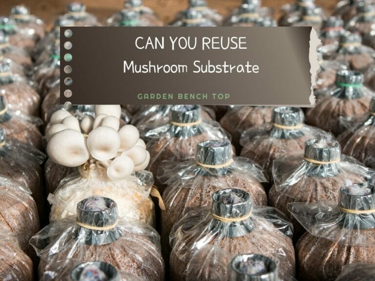 Can You Reuse Mushroom Substrate