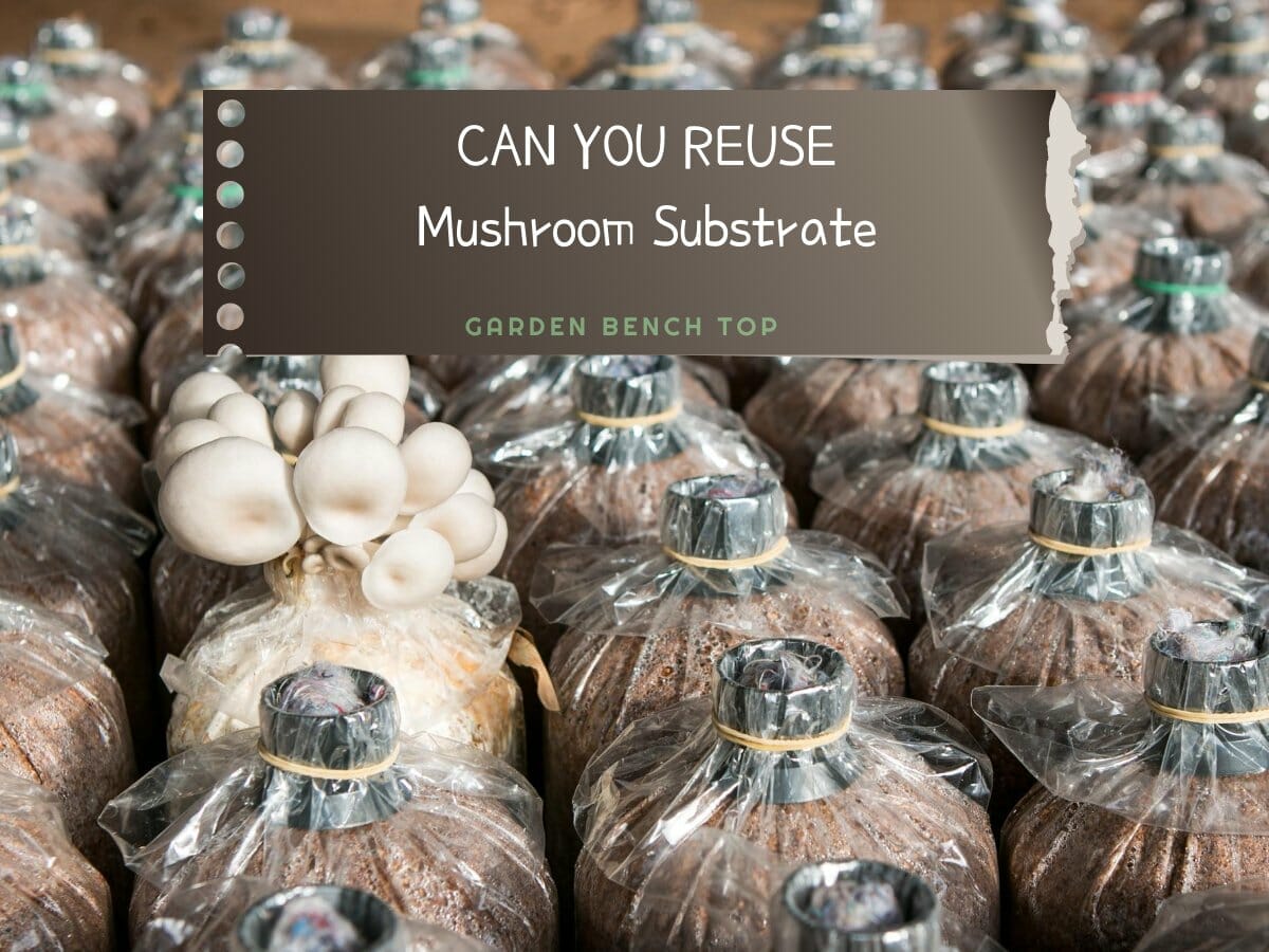 Can You Reuse Mushroom Substrate for Another Flush (Answered)