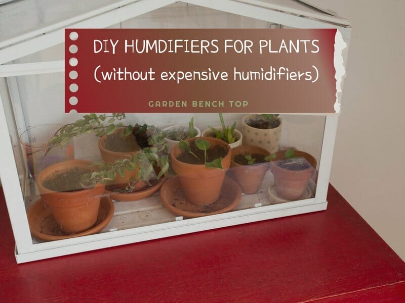 DIY humidifier for plants
