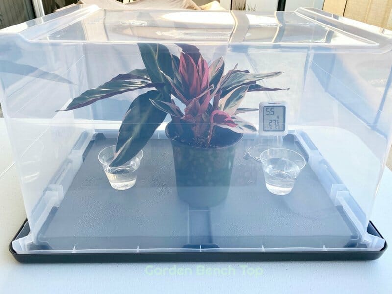 DIY humidifier chamber for plants