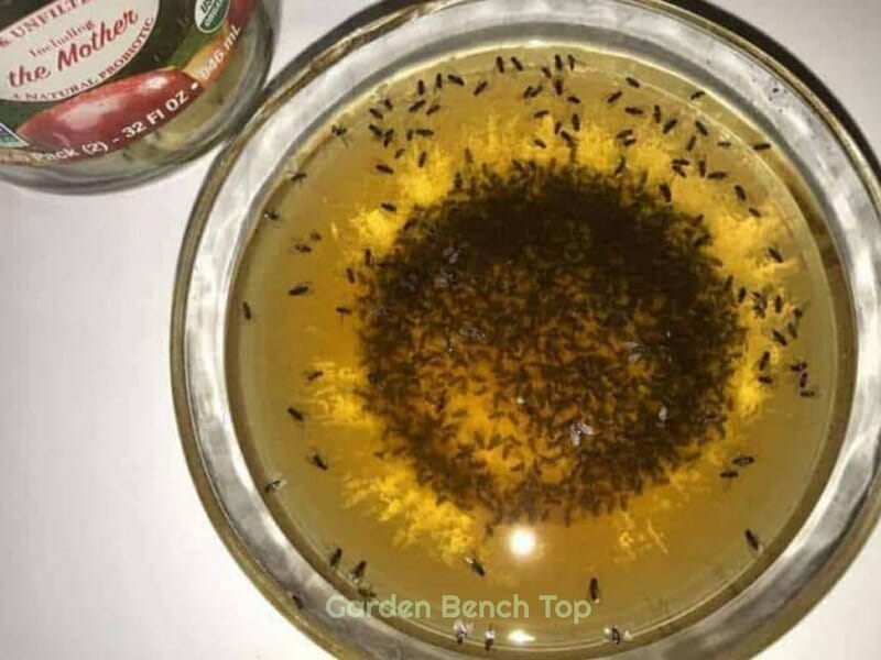 Dish soap and Apple cider vinegar gnat trap