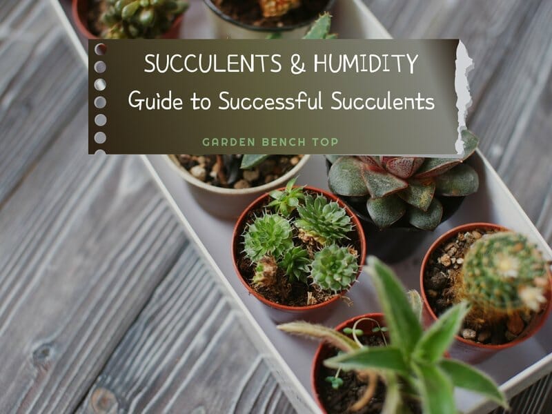 Do Succulents Like Humidity