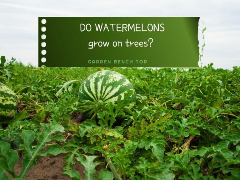 Do Watermelons Grow on Trees