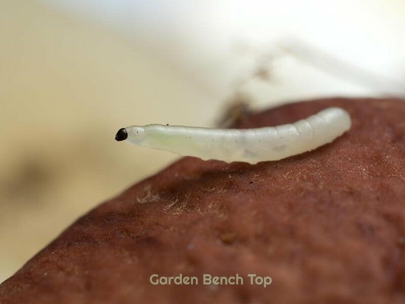 Fungus Gnat Larvae