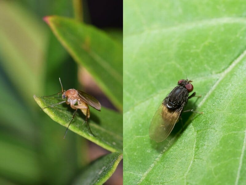 Fungus Gnat vs Fruit Fly